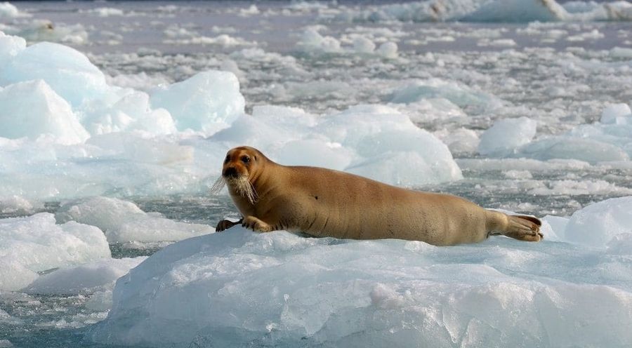 Melting glaciers: lifeline or threat for Arctic fjords and coasts?